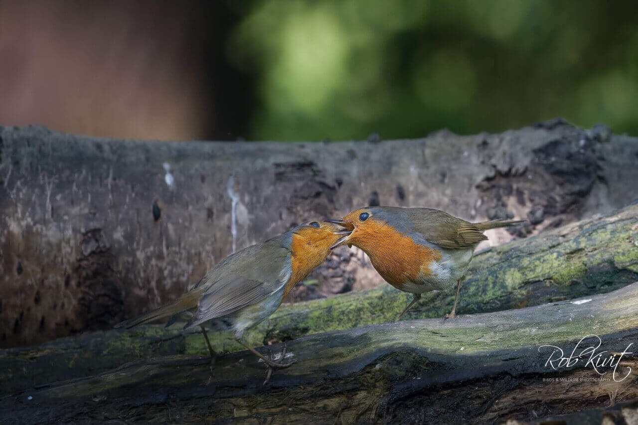 De roodborstjes lieten zich weer veelvuldig zien (GV1)