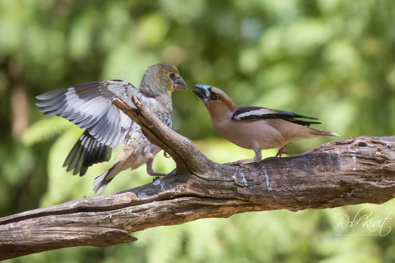 Het was weer gezellig druk bij fotohut Sallandse Heuvelrug