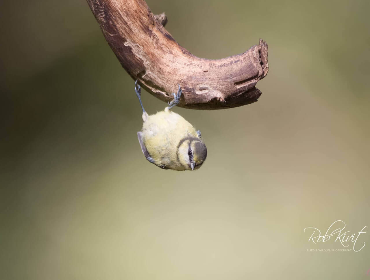 Dynamic Content Image