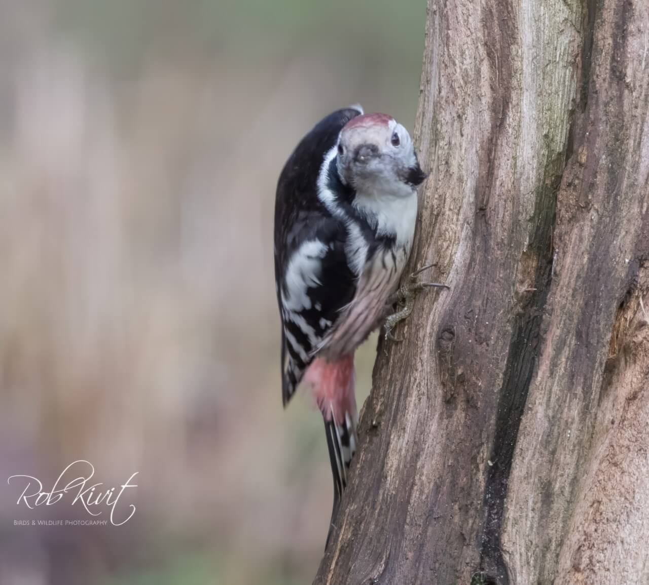 rlk_F9BDE245-FBFF-46E7-A0C7-E9FCDDF79CF1-Lichtenberg--