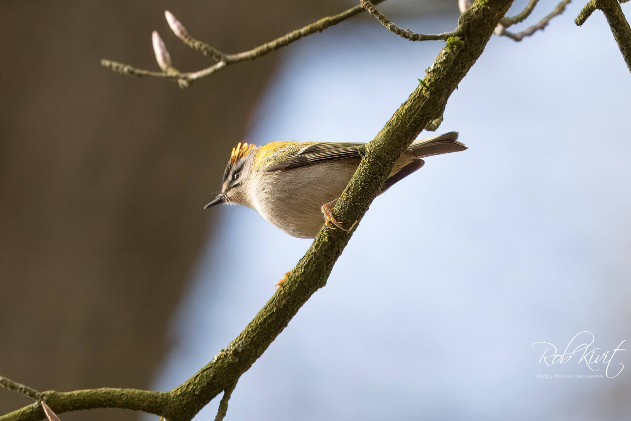 Vogelen in Winterswijk