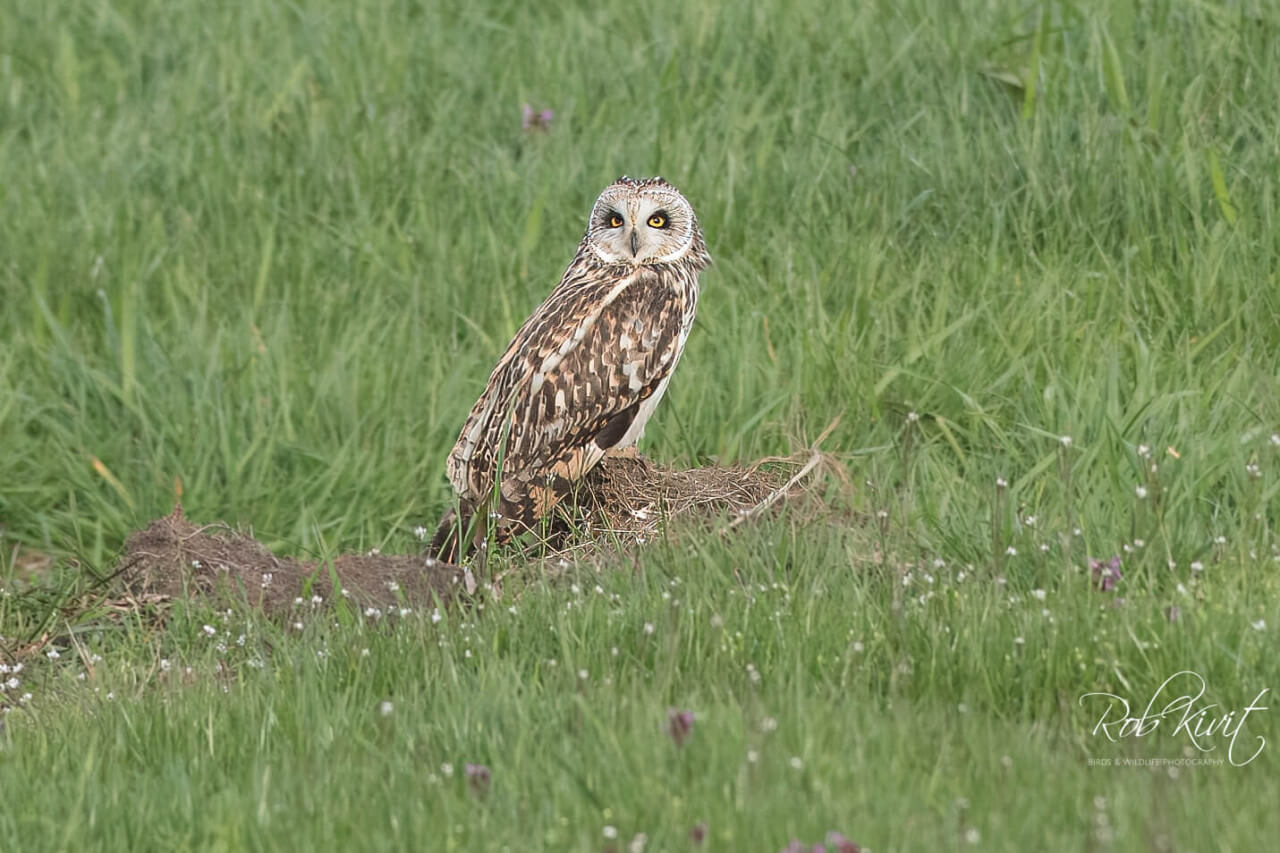 Jagende velduilen in Giessendam
