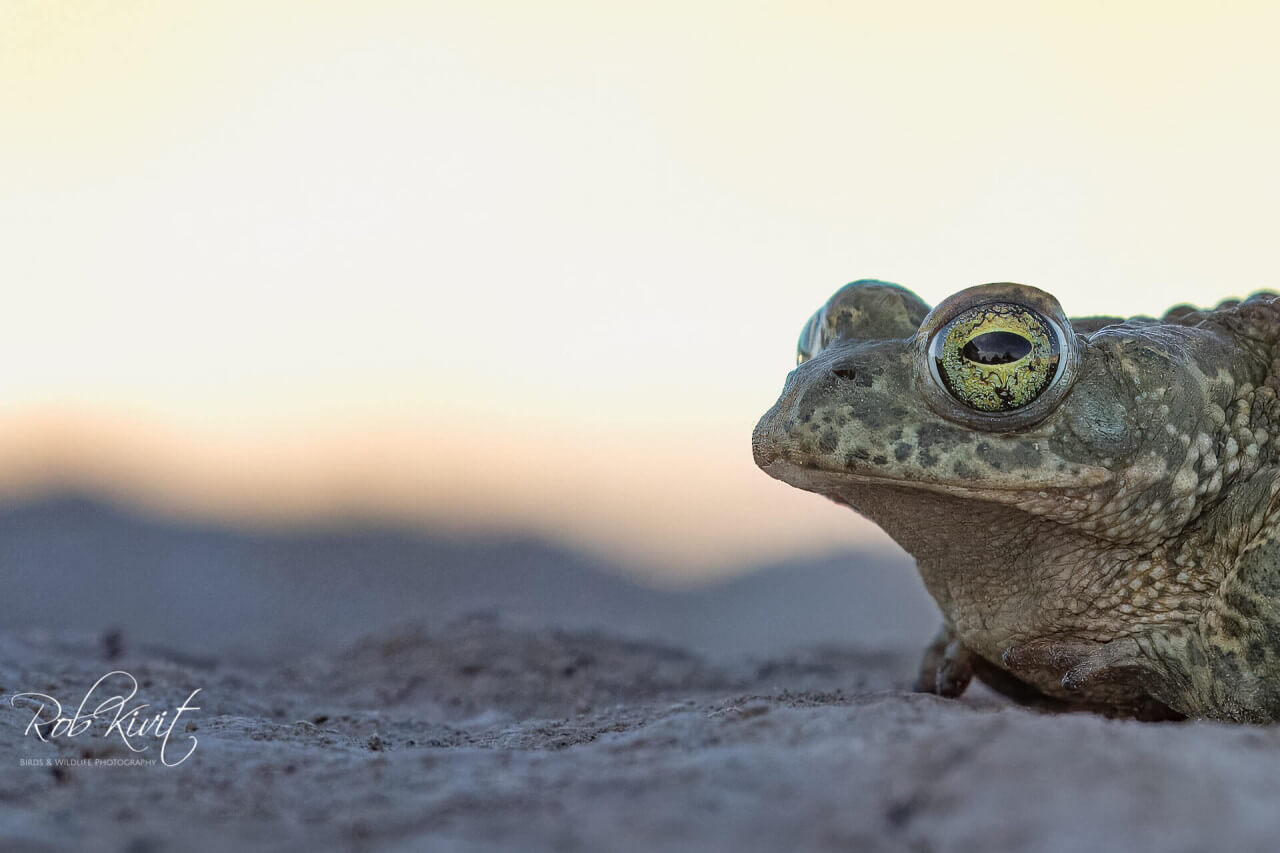 68695F0E-254F-4811-B3B0-0C13A667FF2F