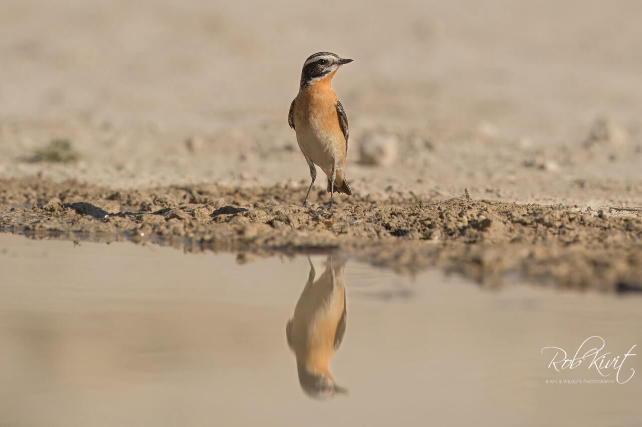 56DD6FBA-1D5B-4489-9259-817E76B84638