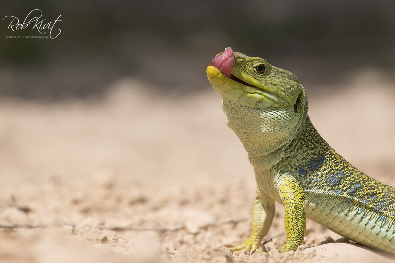 FDC95466-6074-4F9B-AA8D-CE18F87875B1