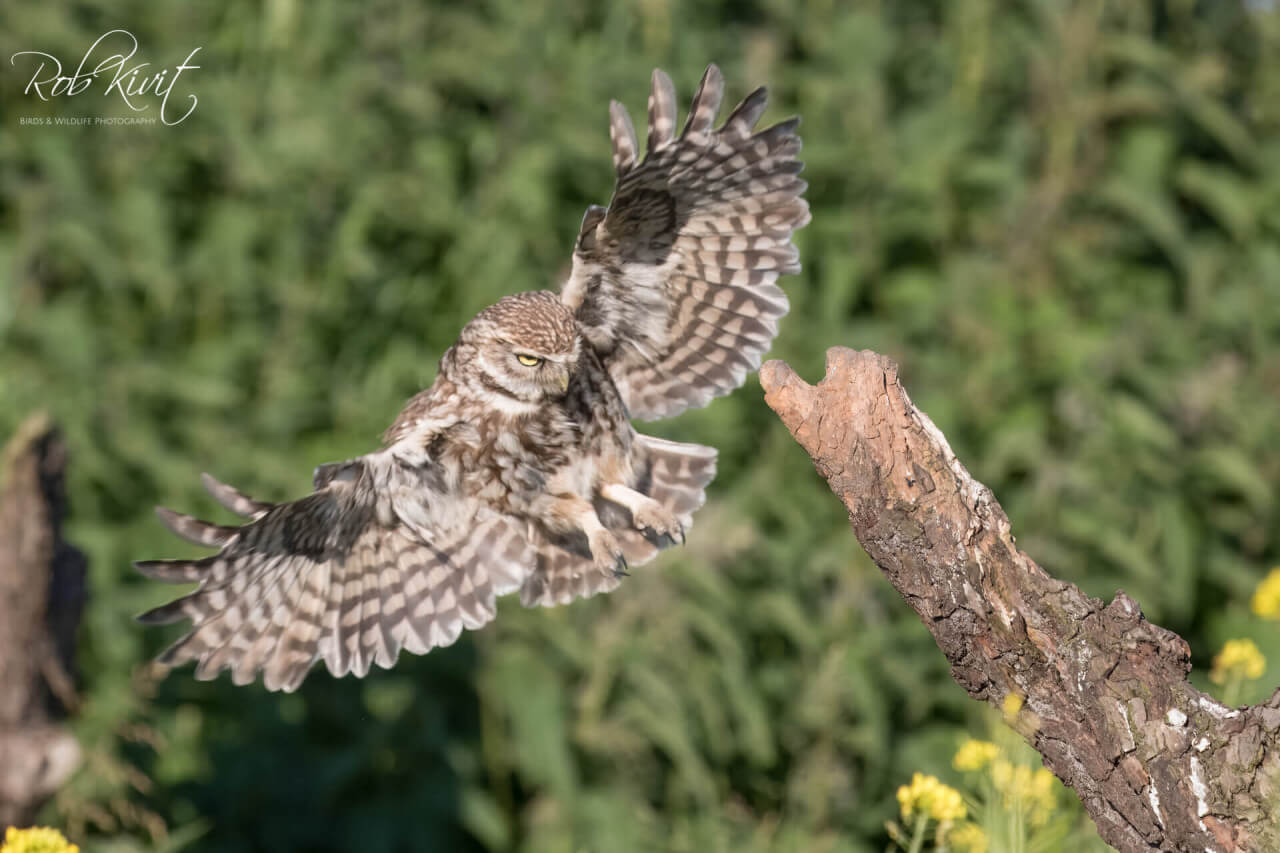 Koppeltje Steenuiltjes met jonkies bij ondergaande zon (GV6)