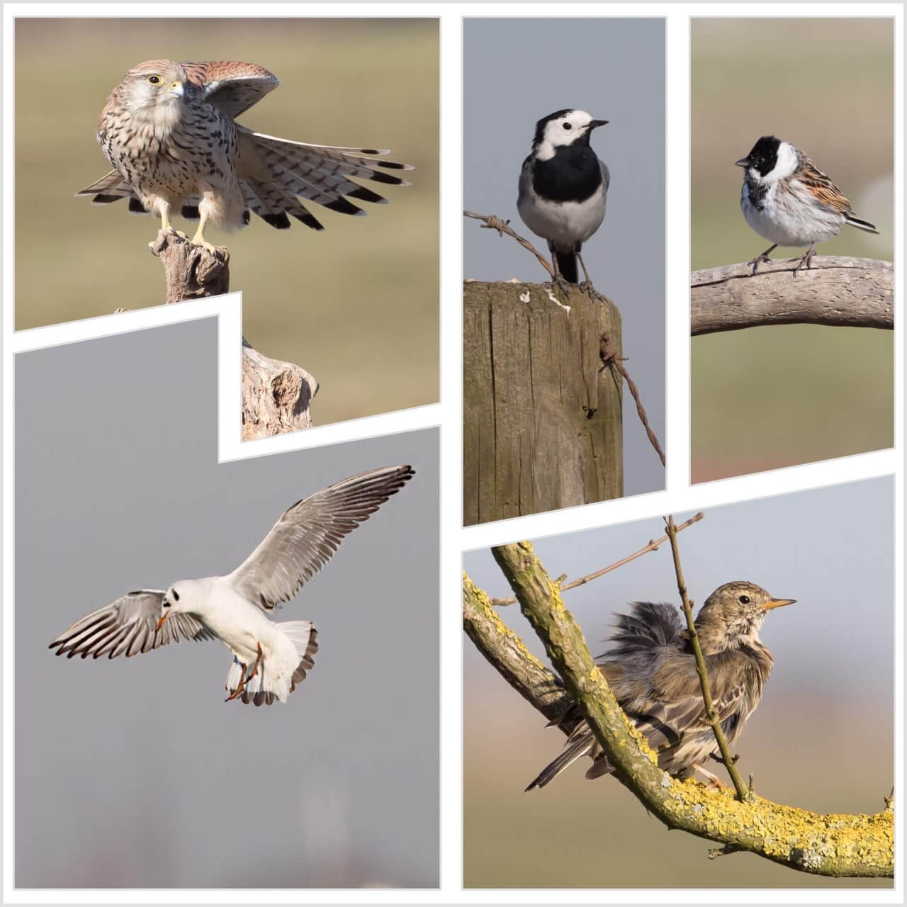 Torenvalk, kokmeeuwen, graspieper en meer bij Fotohut Weidevogelhuijs (VWV)