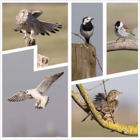Torenvalk, kokmeeuwen, graspieper en meer bij Fotohut Weidevogelhuijs (VWV)