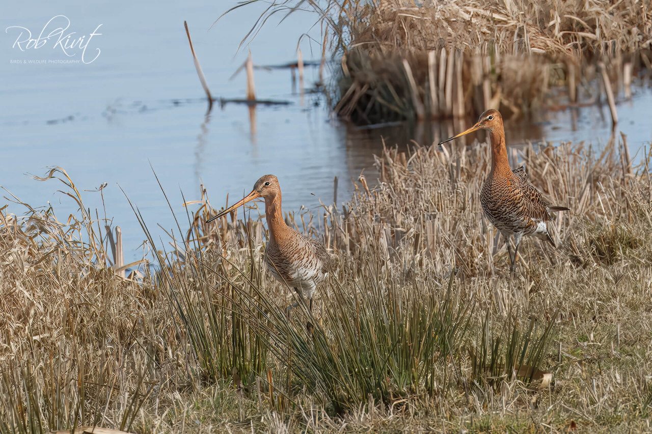 Vogelen in de Arkemheem polder