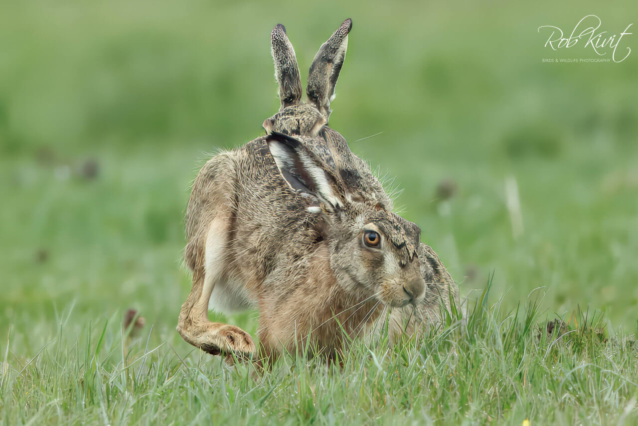 Vechtende hazen en meer bij vogelhut Weidevogelhuijs