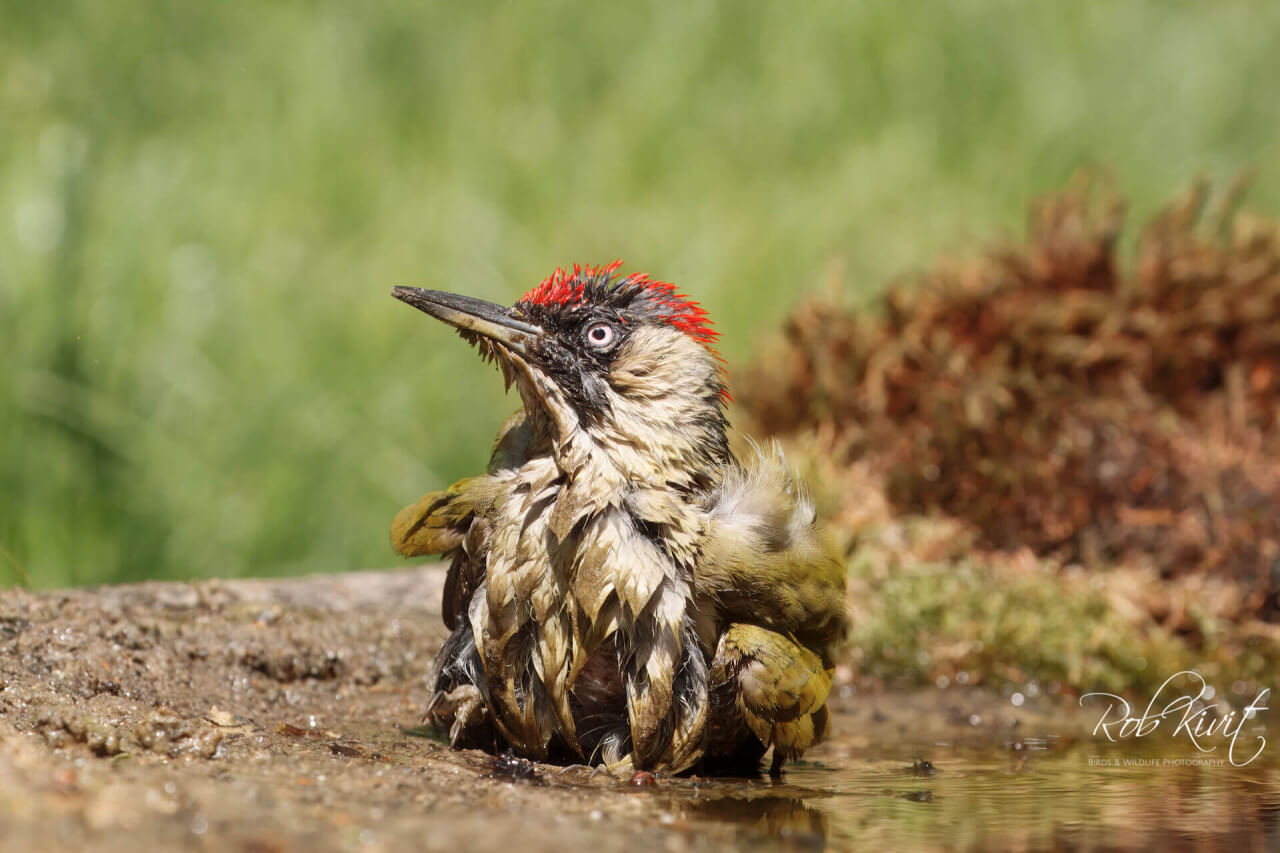 Modderbad Groene Specht
