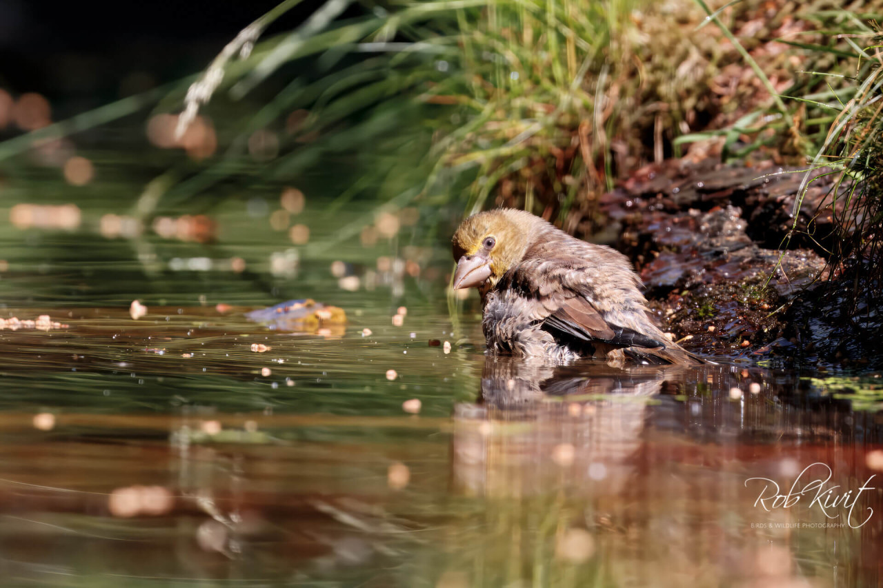 Geen Siberische grondeekhoorntjes, wel een kruisbek bij Fotohut Blaakbos