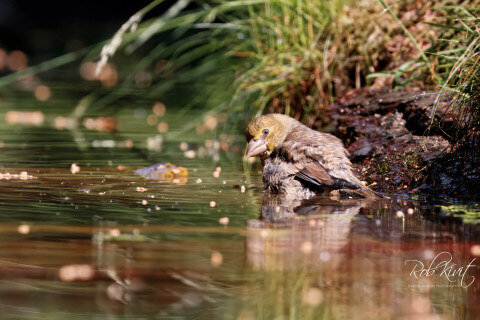Geen Siberische grondeekhoorntjes, wel een kruisbek bij Fotohut Blaakbos