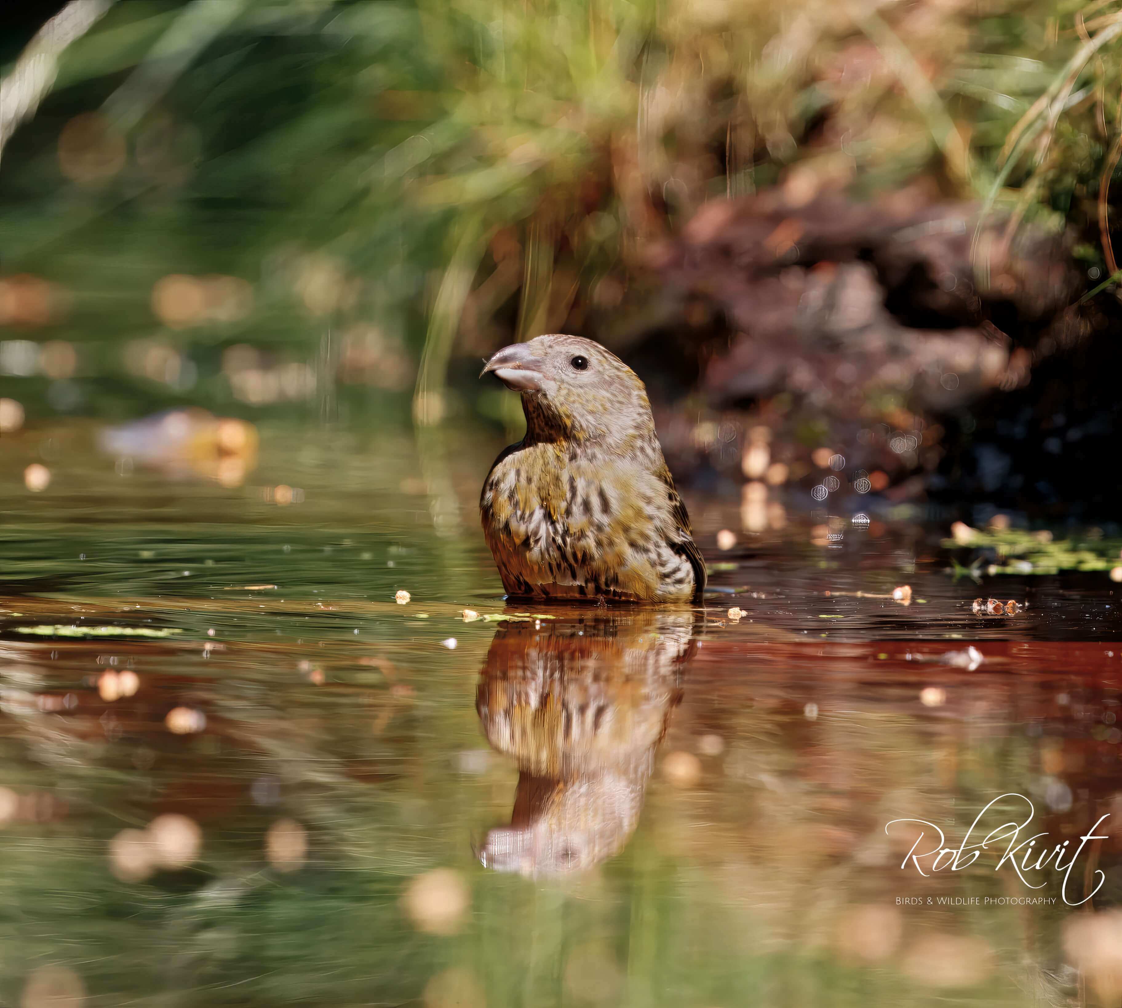 Dynamic Content Image