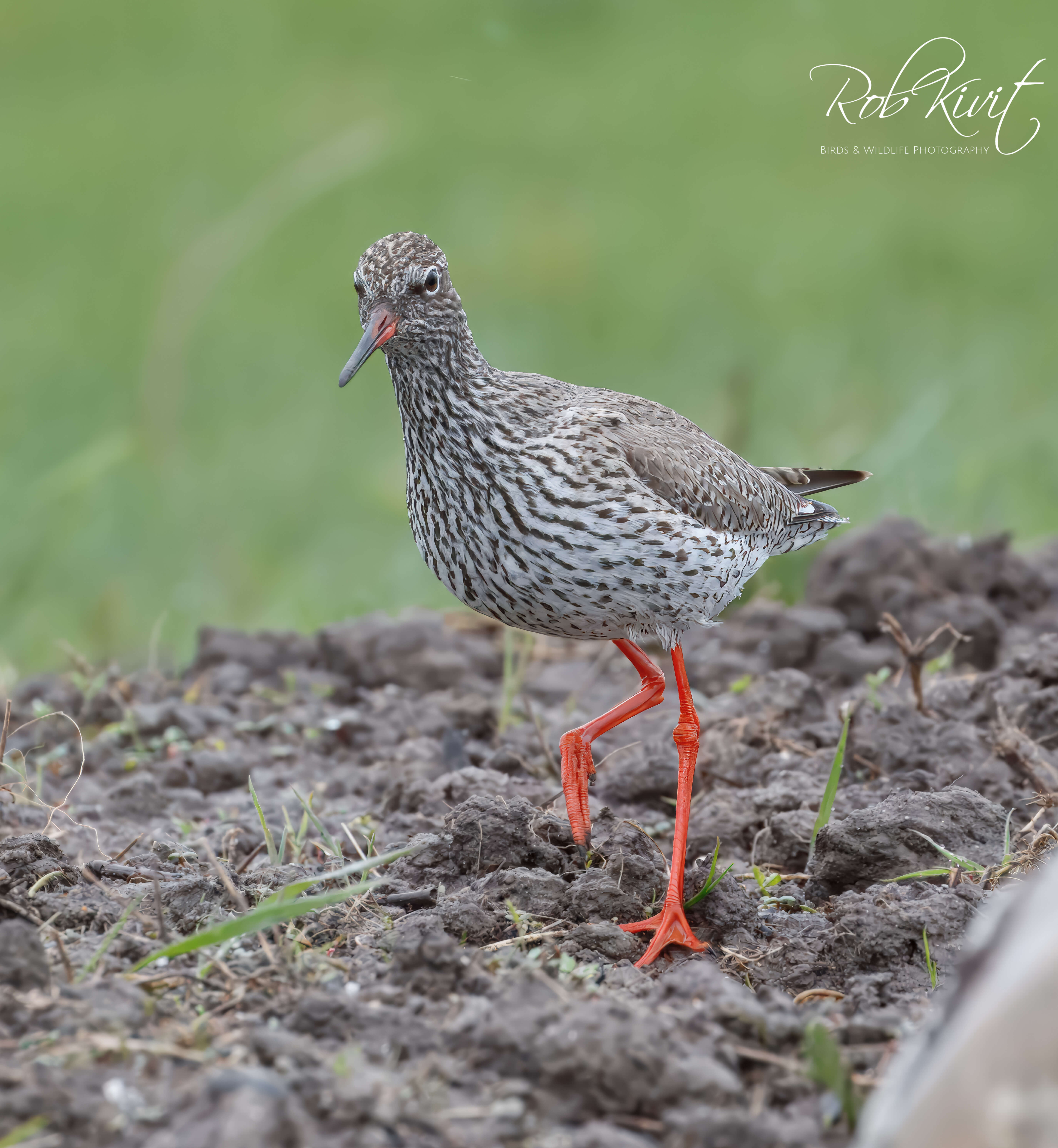 Dynamic Content Image