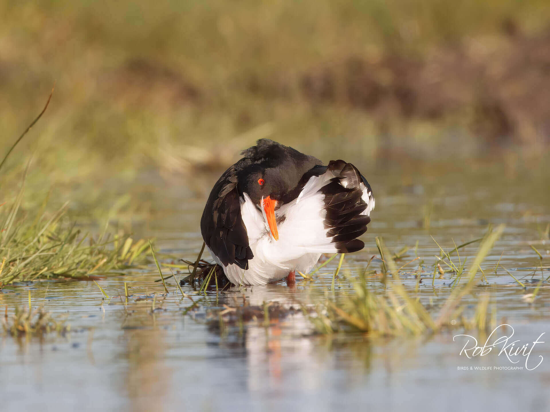 Dynamic Content Image