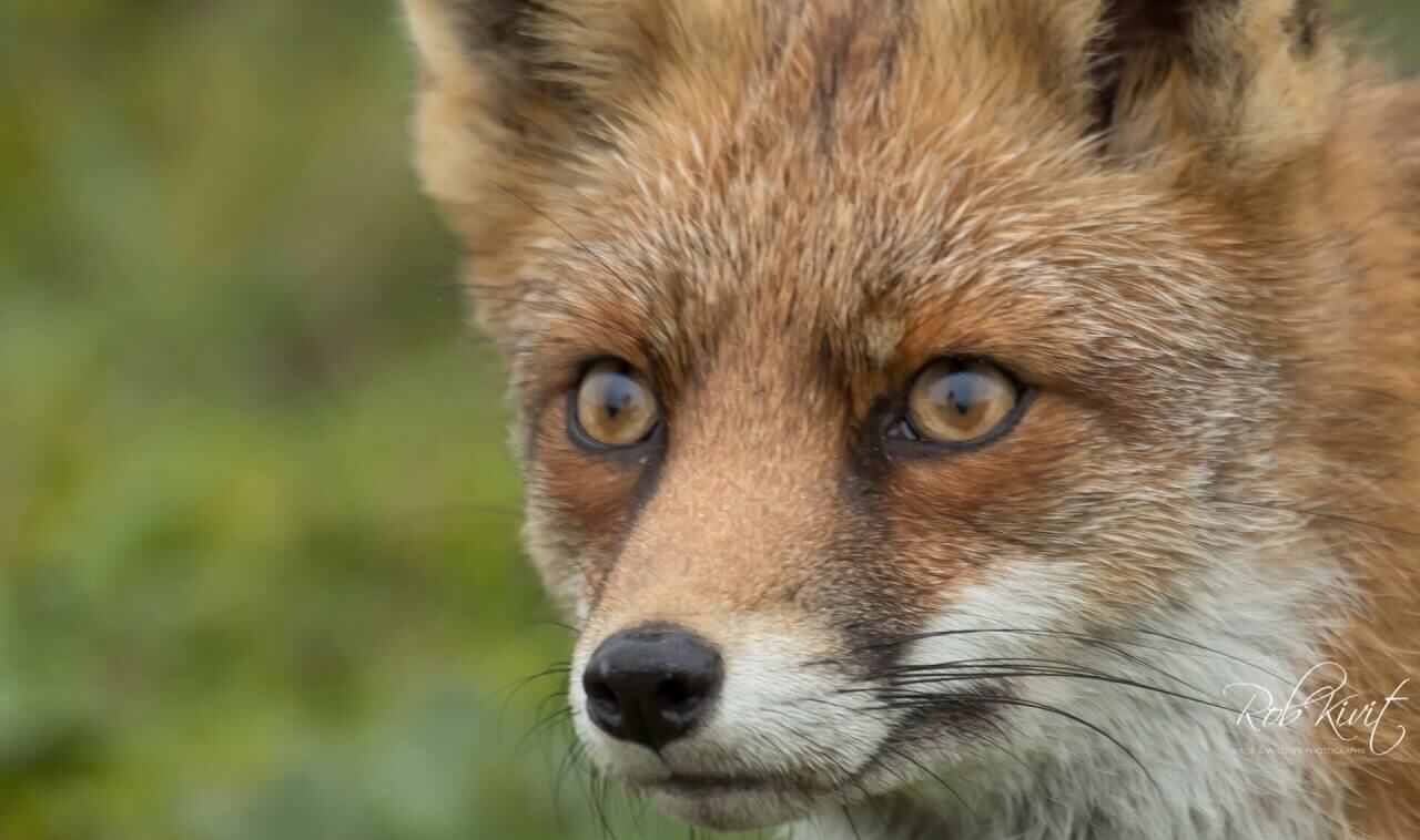 Struinen in de Amsterdamse waterleidingduinen (AWD)