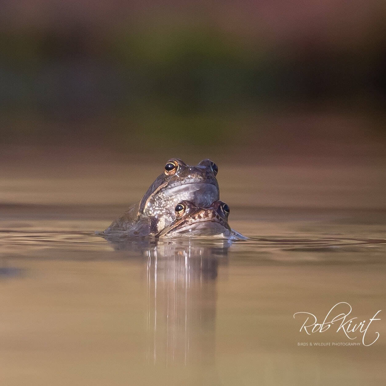 333A58D0-622F-466B-9DE7-1D6E17459383