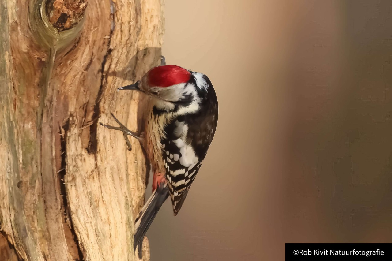rlk_IMG_0023-Boshut_Lichterberg