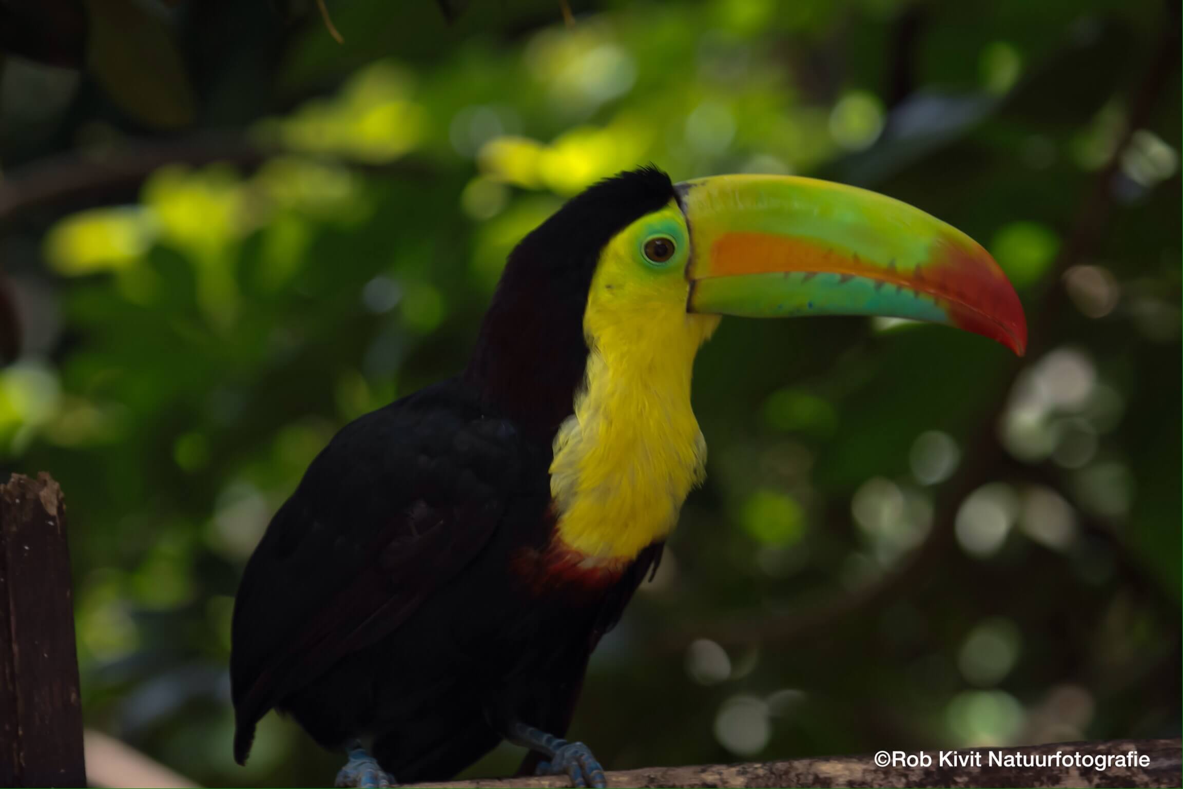 Dynamic Content Image