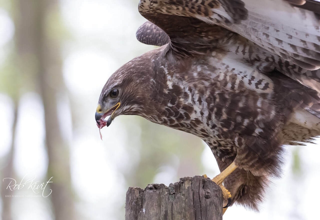 B257C580-31C8-433F-9E27-E06FEFE9539A