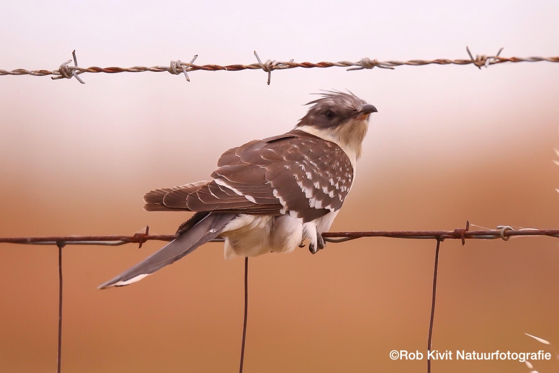 Dynamic Content Image