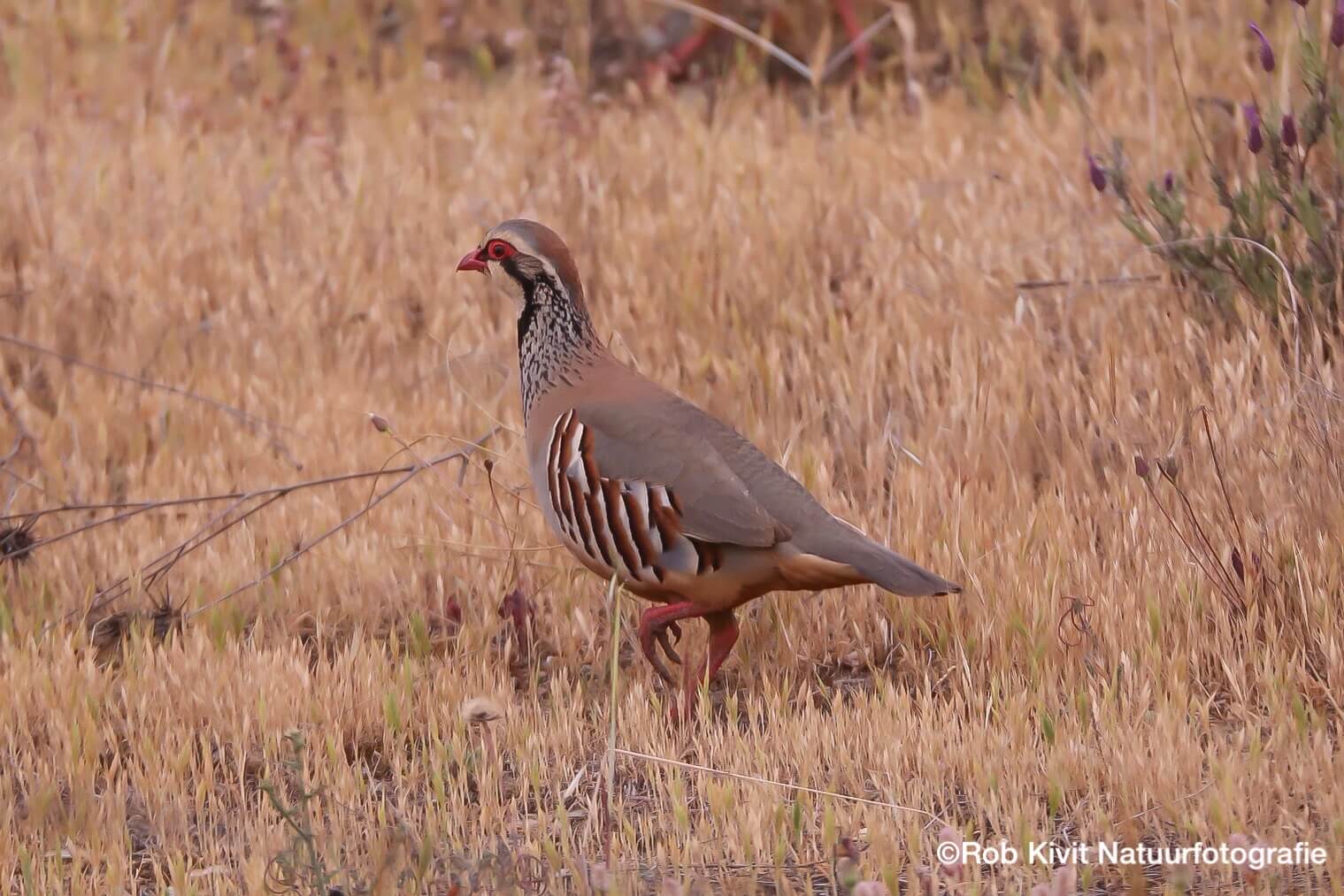 Dynamic Content Image