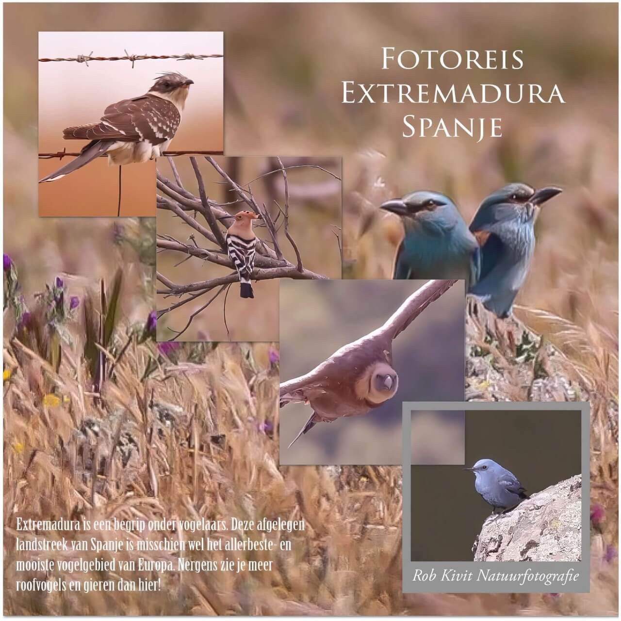 Vogeltrip Extremadura Spanje 2017