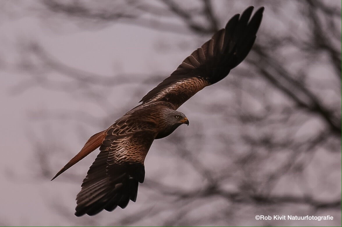 Dynamic Content Image