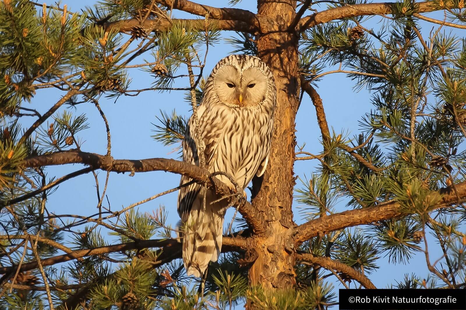 Dynamic Content Image