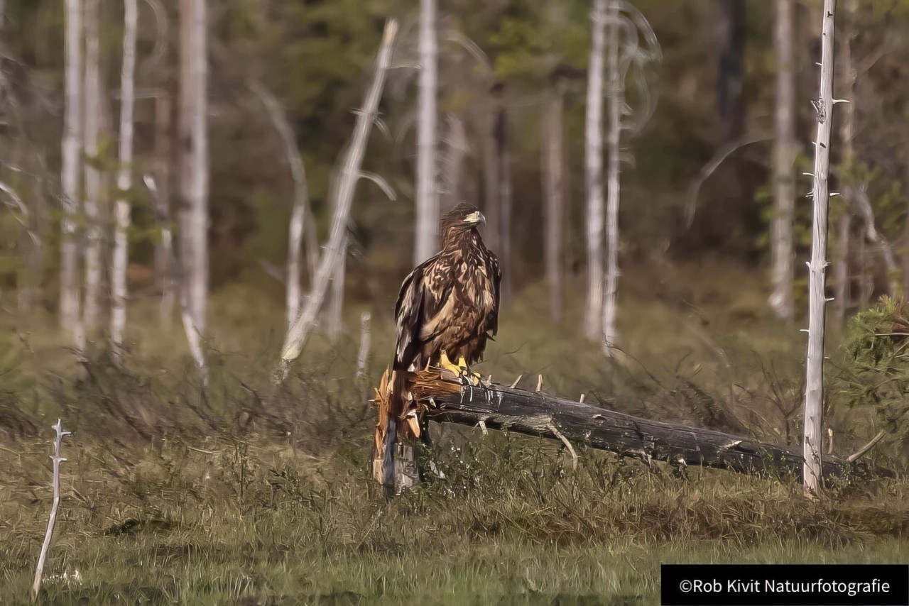 rlk_IMG_0051-Finland2018