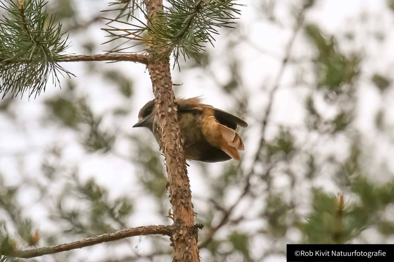 rlk_IMG_0137-Finland2018