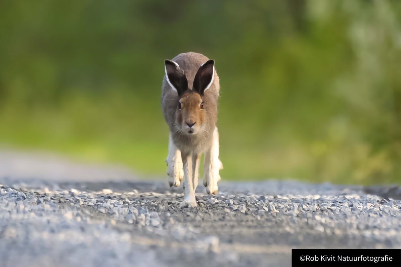 rlk_IMG_0141-Finland2018