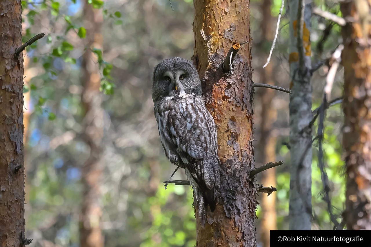 rlk_IMG_0159-Finland2018