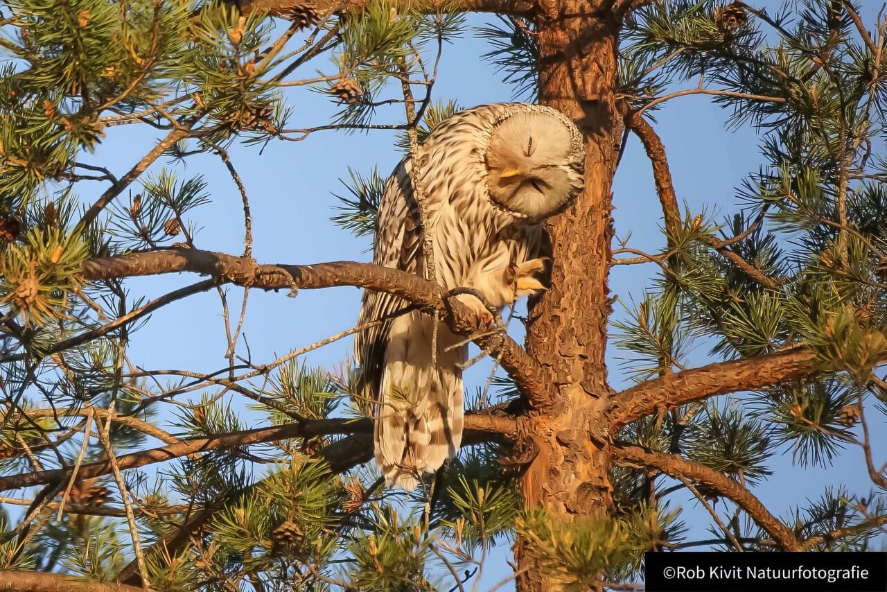 Oeraluil (Ural owl)