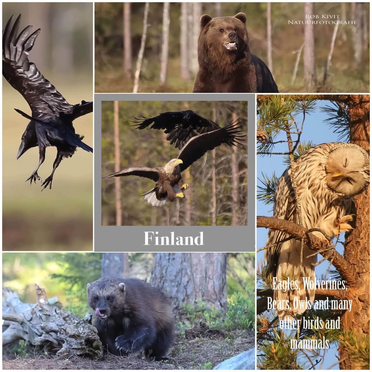 Impressie fotoreis Finland; beren, wolven, veelvraten, steenarenden en uilen