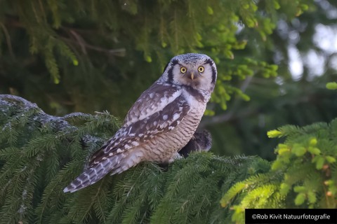 Sperweruil (Sparrow Owl)