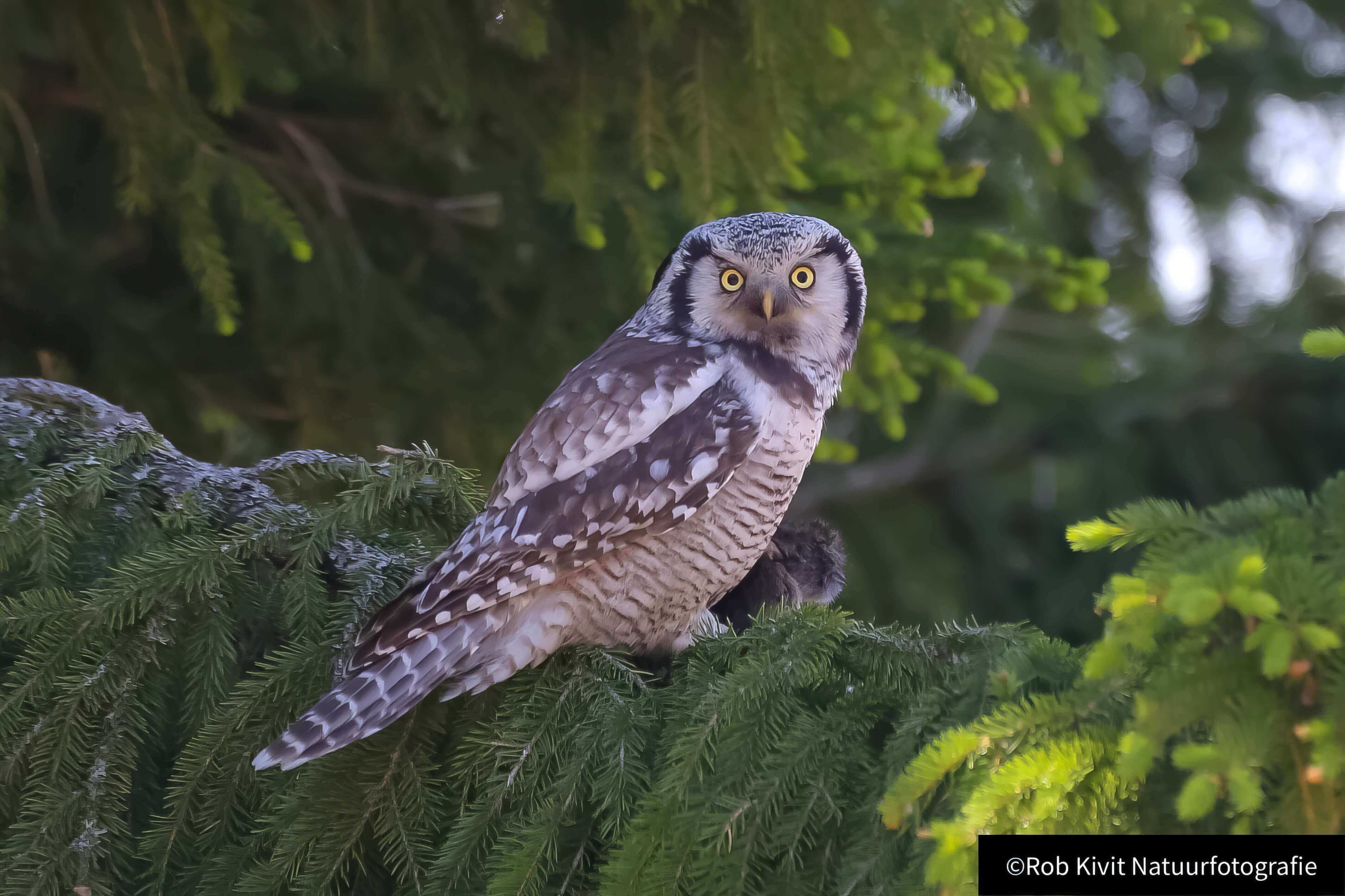 Dynamic Content Image