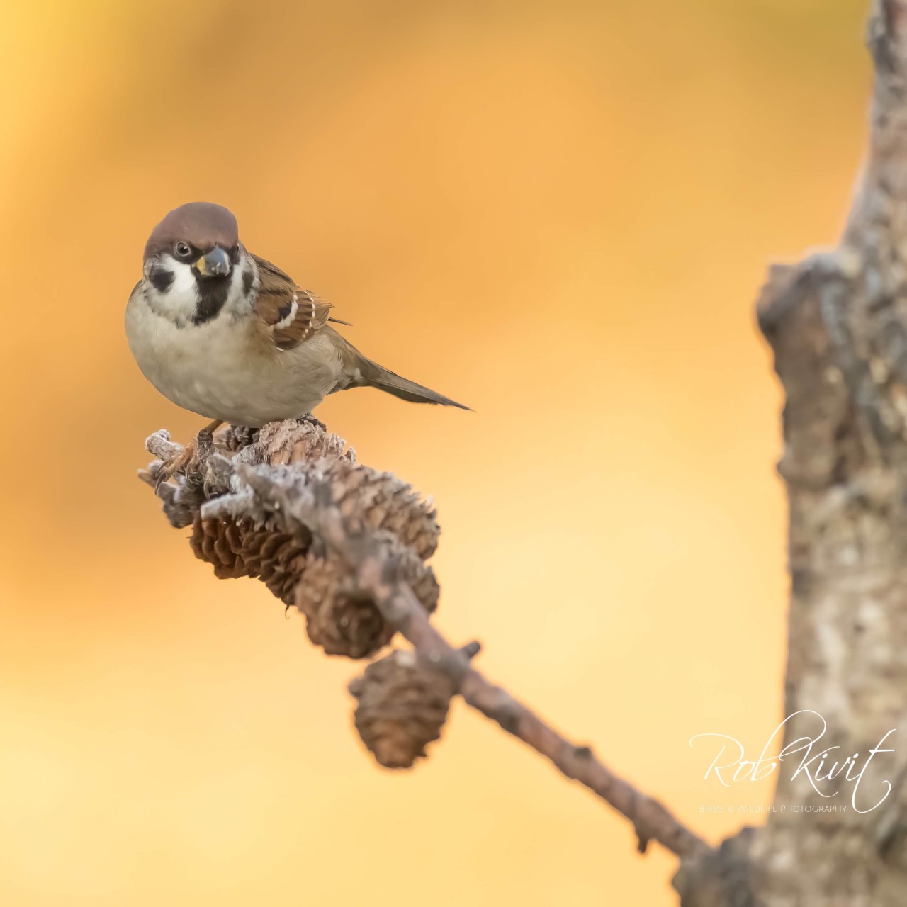 rlk_3E259E4D-CD5E-41D9-9C87-6B3127268661-Fotohut-Alblasserwaard