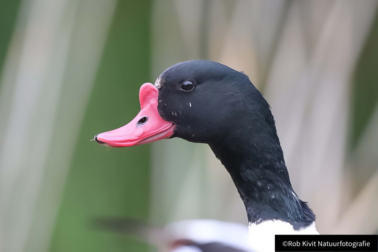 rlk_IMG_0014-Fotohut-Alblasserwaard