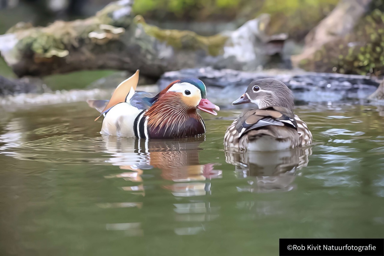 rlk_IMG_0030-Fotohut-Alblasserwaard