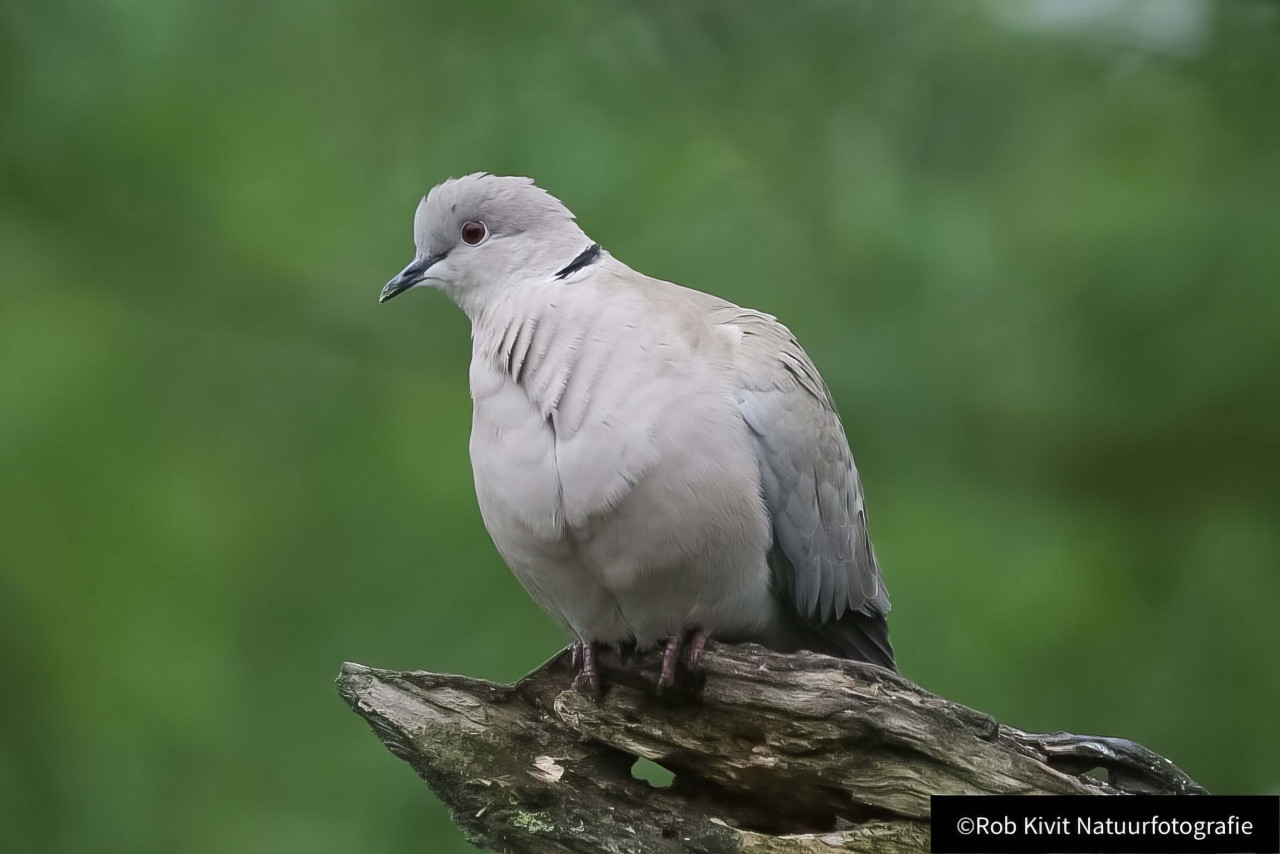 rlk_IMG_0037-Fotohut-Alblasserwaard