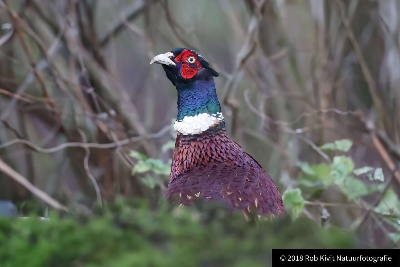 rlk_IMG_0068-Fotohut-Alblasserwaard