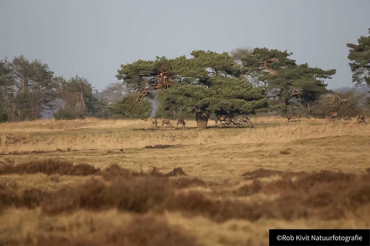 Nationaal Park de Hoge Veluwe
