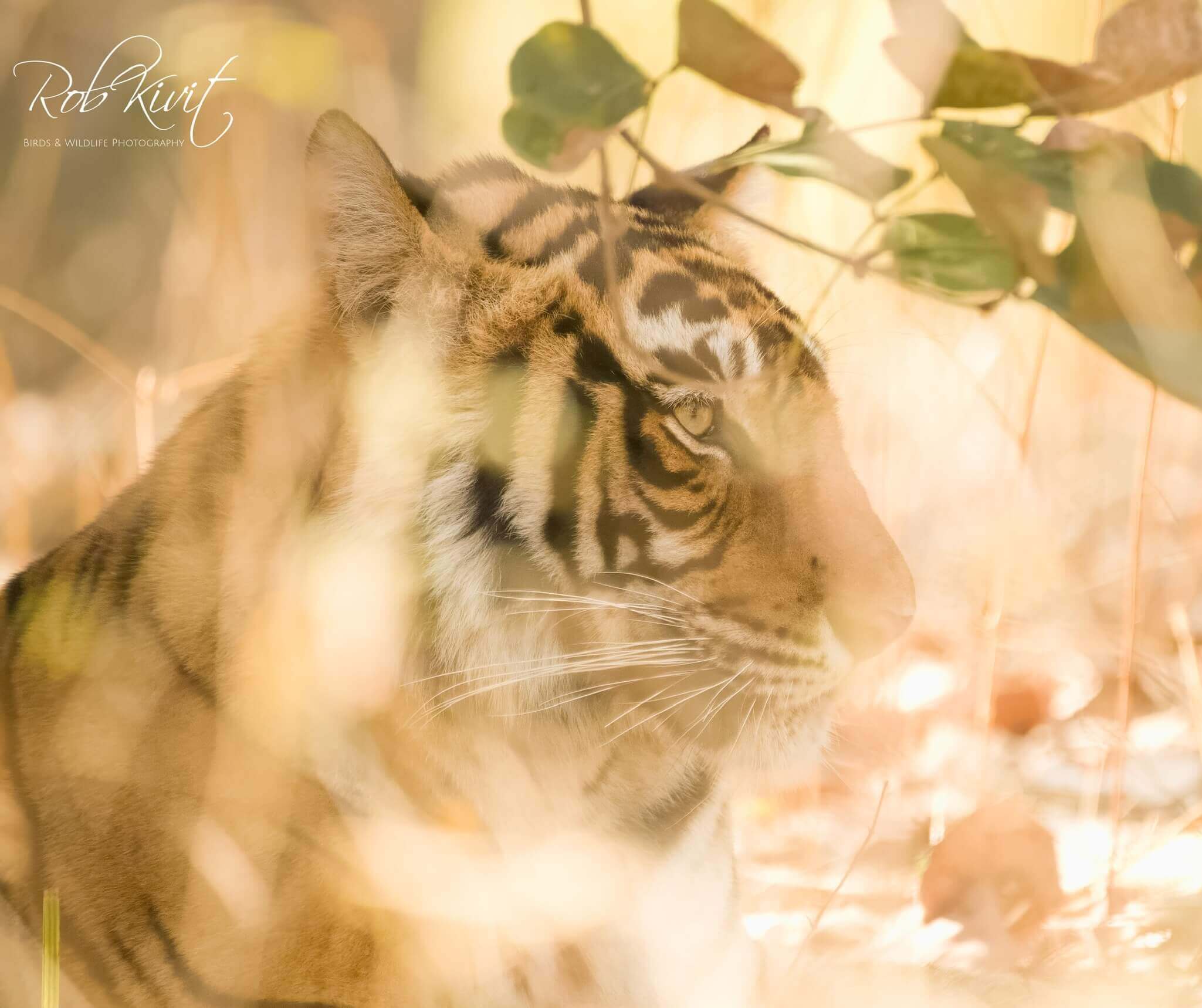 Dynamic Content Image