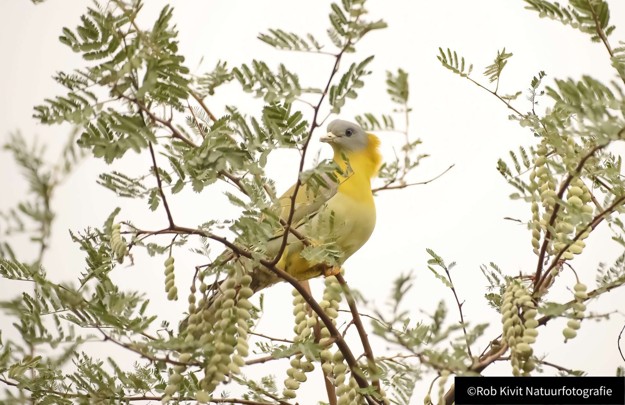 rlk_IMG_0136-India2019