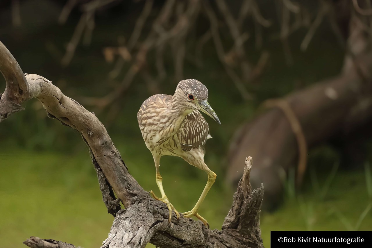 rlk_IMG_0160-India2019