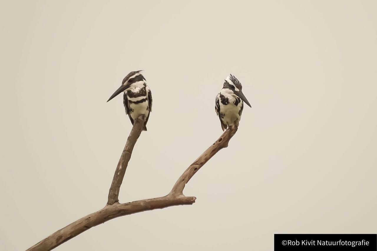 rlk_IMG_0161-India2019