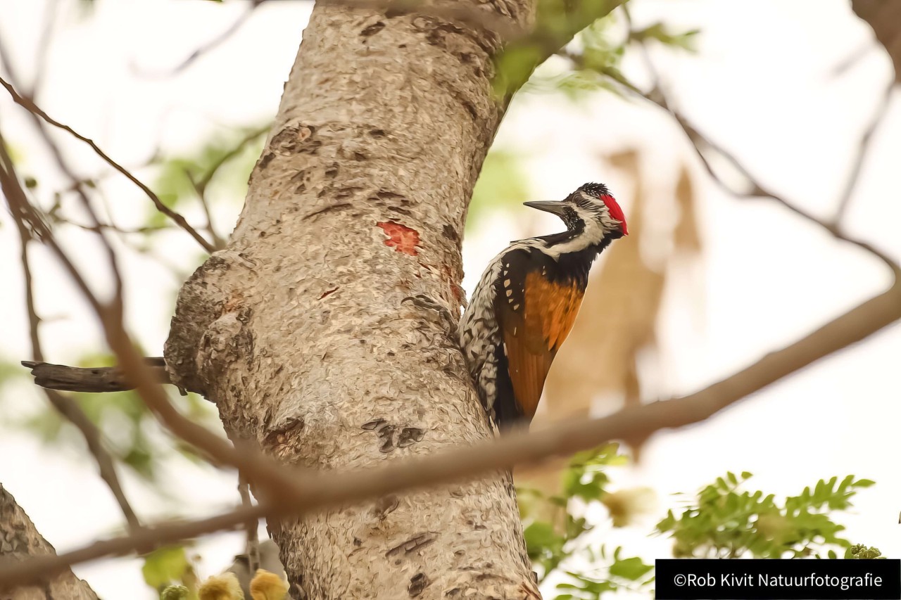 rlk_IMG_0170-India2019