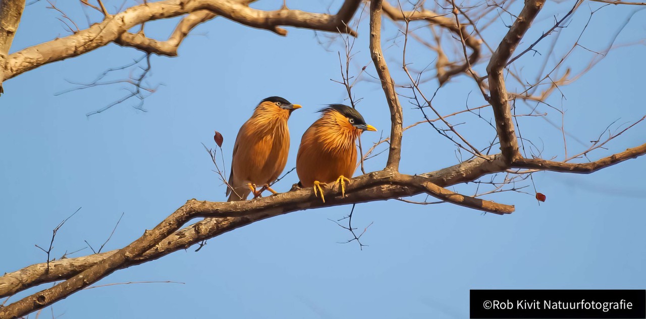 rlk_IMG_0193-India2019